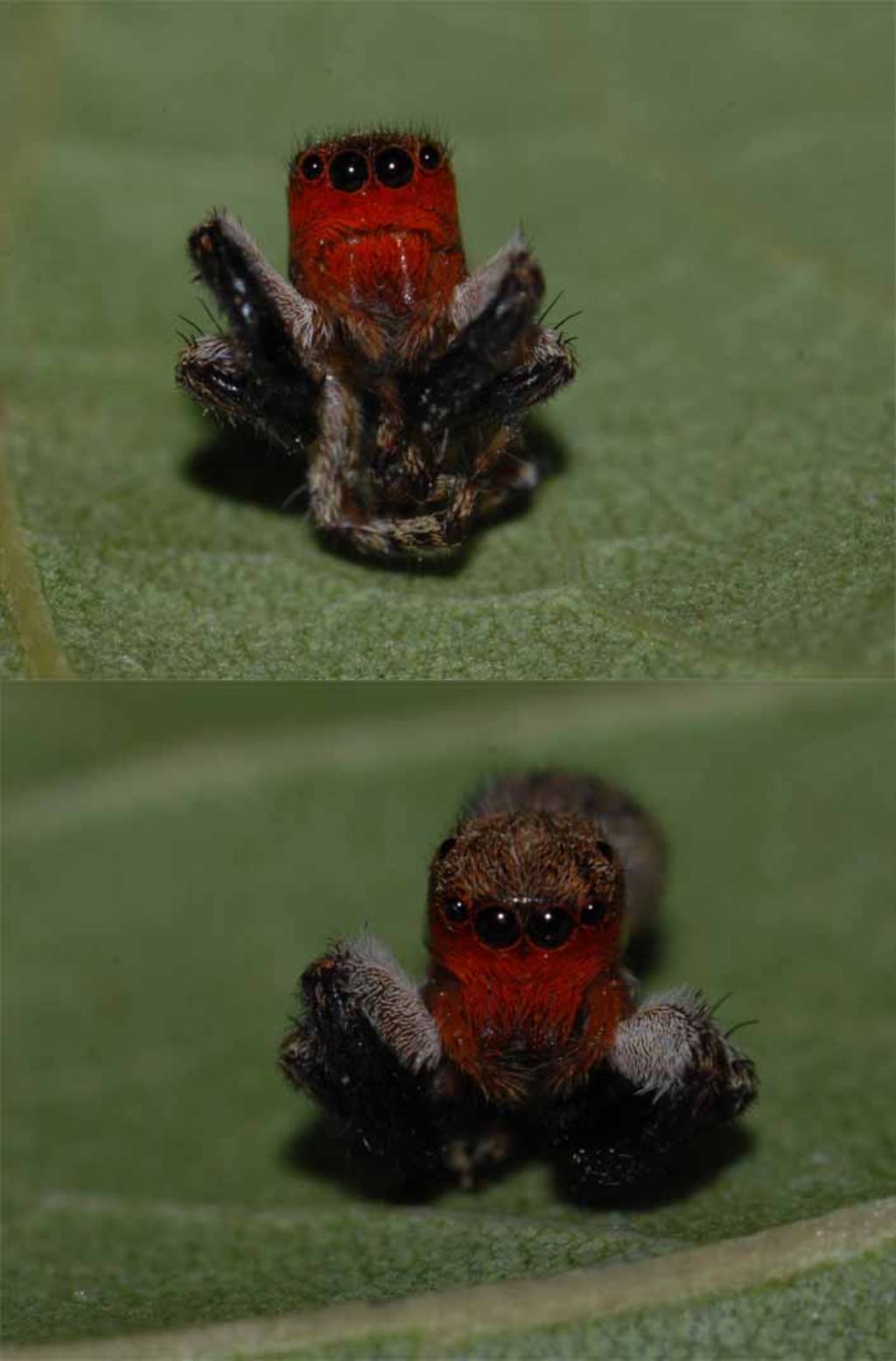 Euophrys rufibarbis - Valle dei Crati (CS)